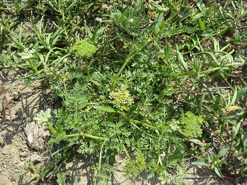Cnidium monnieri (Snake's bed) — photo