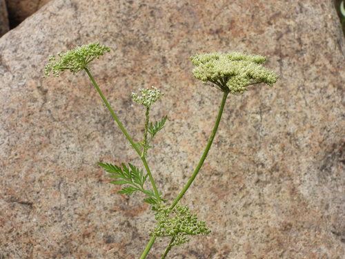 Cnidium monnieri (Snake's bed) — photo