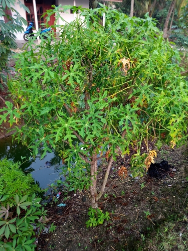 Cnidoscolus aconitifolius (Chaya) — photo