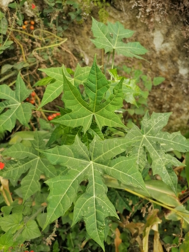 Cnidoscolus aconitifolius (Chaya) — photo