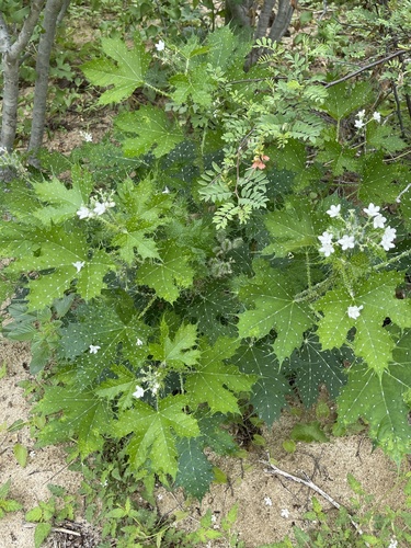 Cnidoscolus maculatus — photo