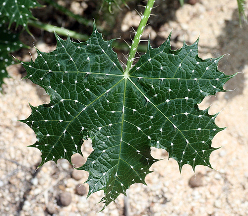 Cnidoscolus maculatus — photo