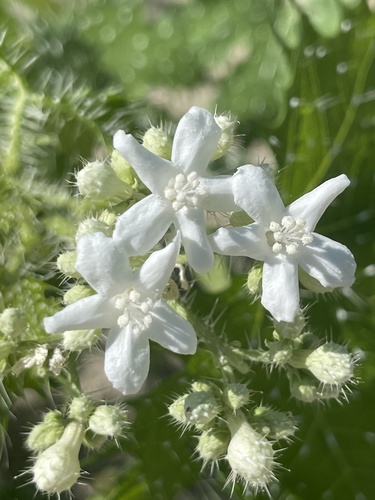 Cnidoscolus maculatus