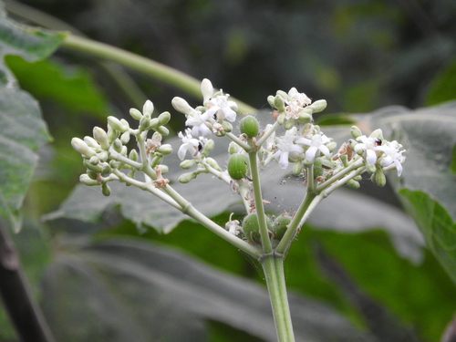 Cnidoscolus multilobus (Spurge nettle) — photo