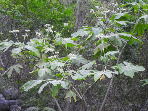 Cnidoscolus multilobus (Spurge nettle) — photo