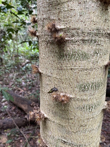 Cnidoscolus oligandrus (Cansancao) — photo