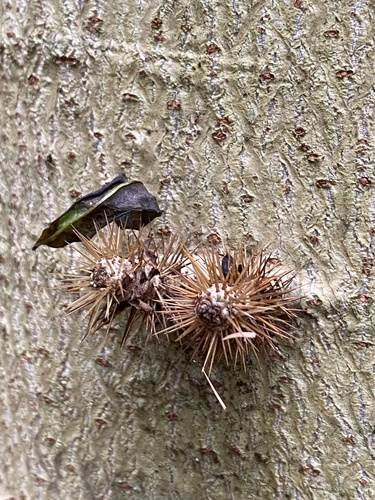 Cnidoscolus oligandrus