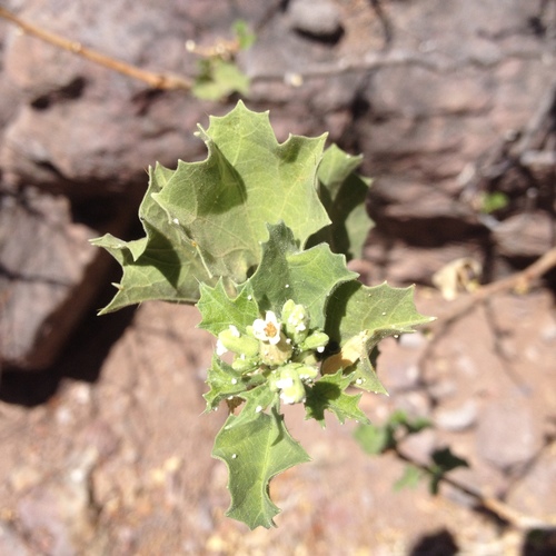 Cnidoscolus palmeri — photo