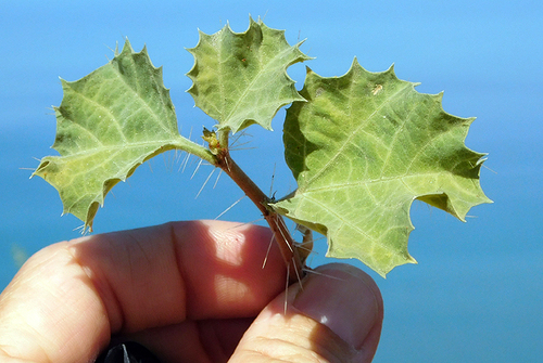 Cnidoscolus palmeri