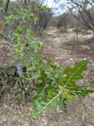 Cnidoscolus phyllacanthus (Favela) — photo