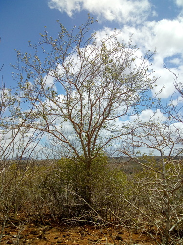 Cnidoscolus phyllacanthus (Favela) — photo