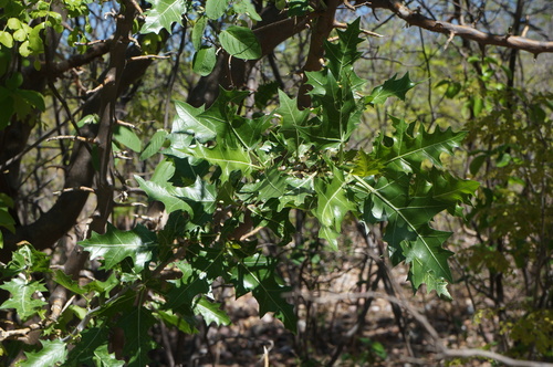 Cnidoscolus phyllacanthus