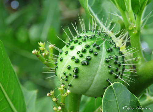 Cnidoscolus quercifolius — photo