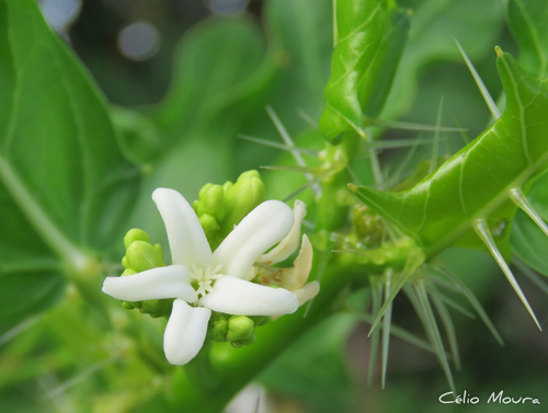 Cnidoscolus quercifolius
