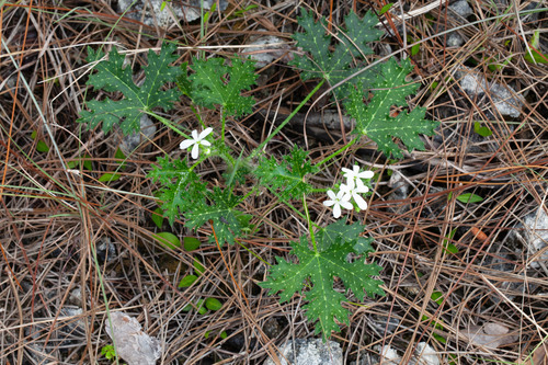 Cnidoscolus stimulosus (Spurge nettle) — photo