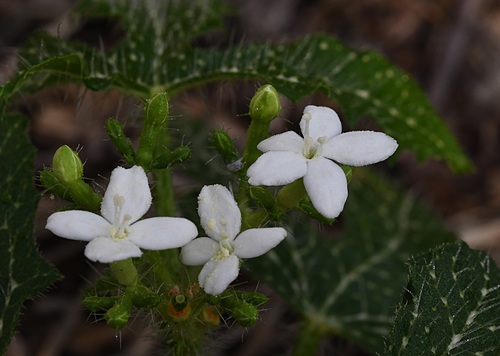 Cnidoscolus stimulosus