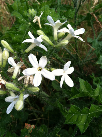 Cnidoscolus texanus (Bull nettle) — photo