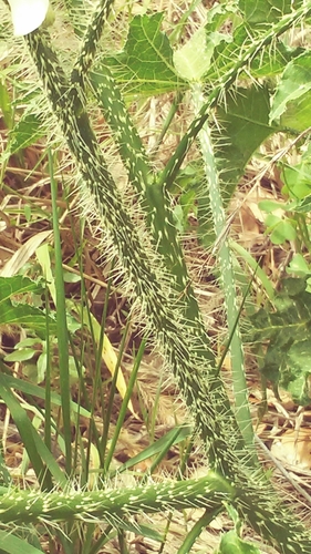 Cnidoscolus texanus (Bull nettle) — photo