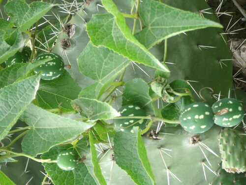 Coccinia abyssinica (Anchote) — photo