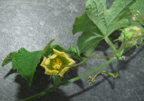 Coccinia abyssinica