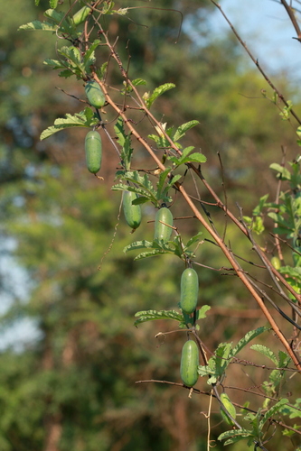 Coccinia adoensis (Mutkuru) — photo