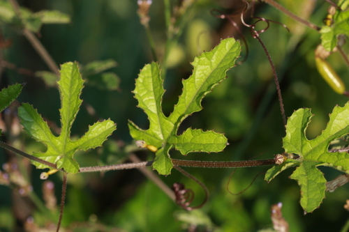 Coccinia adoensis (Mutkuru) — photo