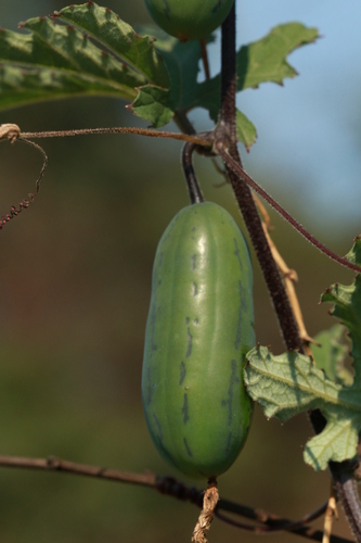 Coccinia adoensis