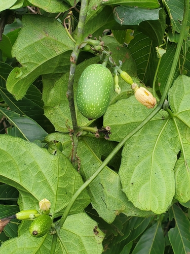 Coccinia barteri — photo