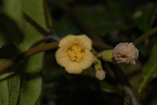 Coccinia barteri