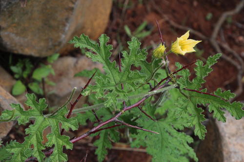 Coccinia hirtella