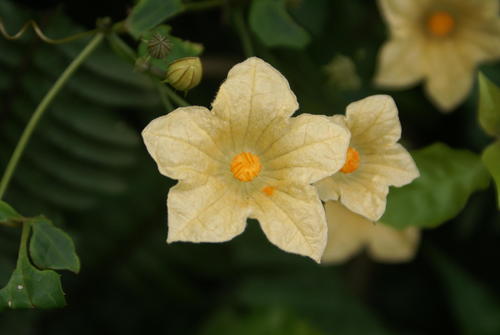 Coccinia mackenii