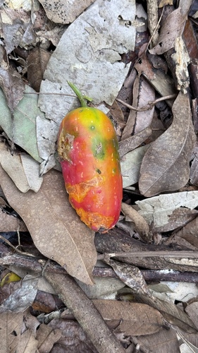 Coccinia palmata — photo