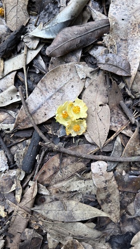 Coccinia palmata