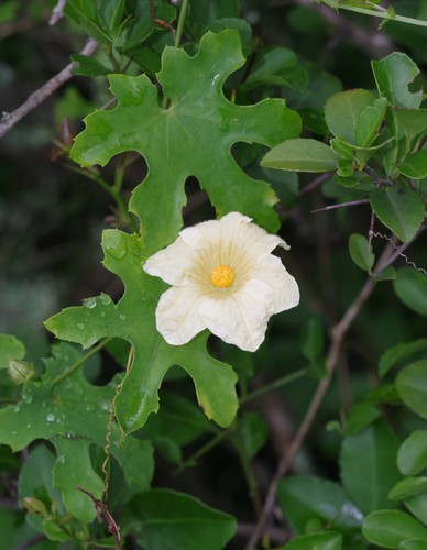 Coccinia quinqueloba — photo