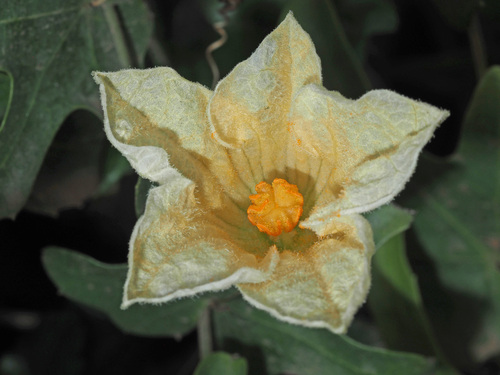 Coccinia quinqueloba