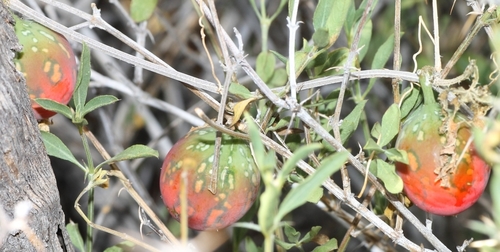 Coccinia rehmannii (Wild cucumber) — photo