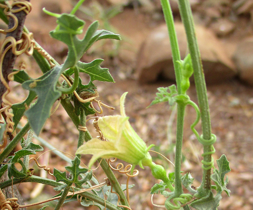 Coccinia rehmannii (Wild cucumber) — photo