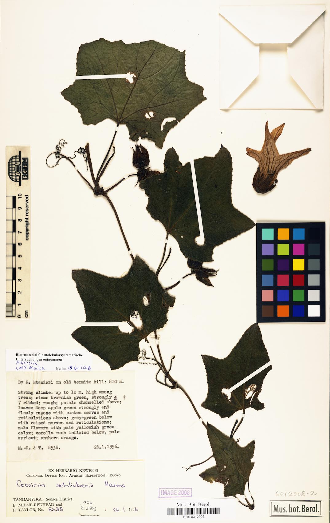 Coccinia schliebenii