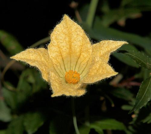 Coccinia sessilifolia (Sessile-leafed cucumber) — photo