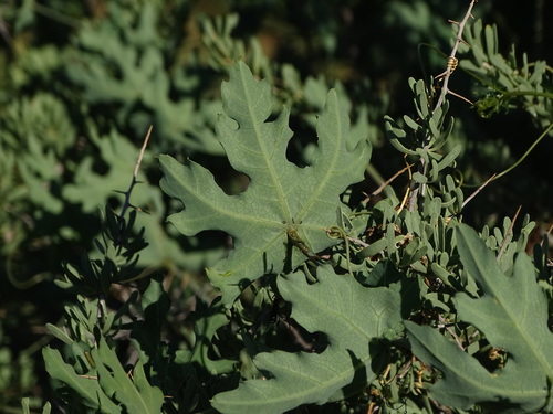 Coccinia sessilifolia (Sessile-leafed cucumber) — photo