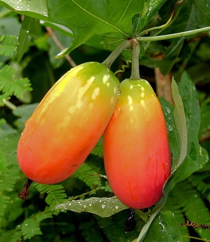 Coccinia sessilifolia
