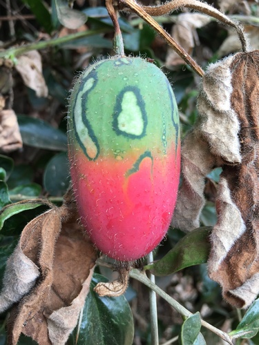 Coccinia trilobata