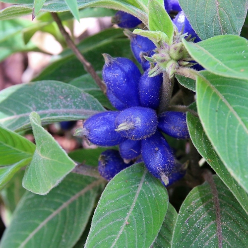 Coccocypselum aureum — photo
