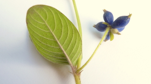 Coccocypselum aureum — photo