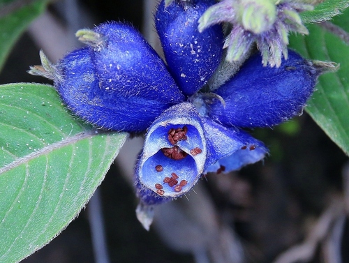 Coccocypselum aureum