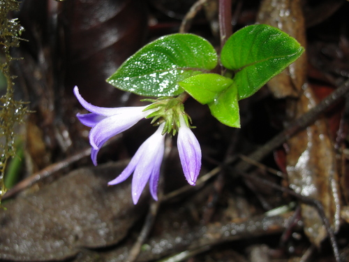 Coccocypselum condalia (Cauabori) — photo