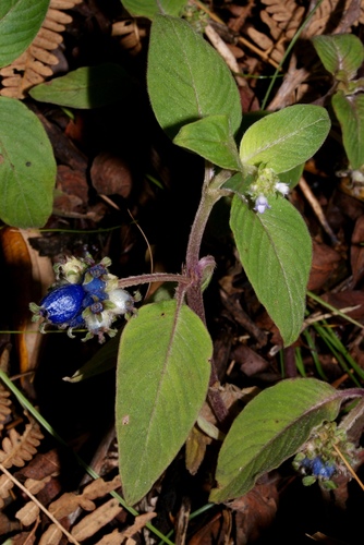 Coccocypselum lanceolatum (Cauabori) — photo