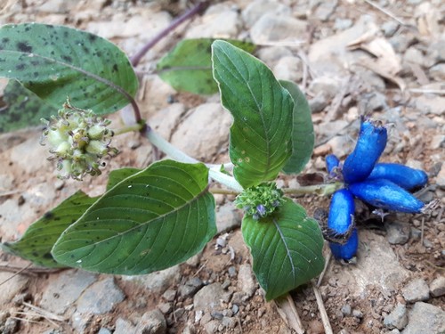 Coccocypselum lanceolatum (Cauabori) — photo