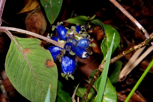 Coccocypselum lanceolatum