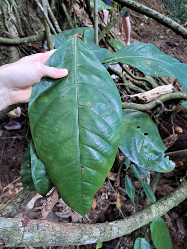 Coccoloba ascendens (Masari) — photo
